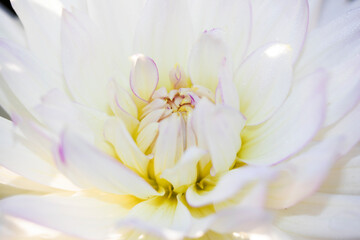 Close up of a White Dahlia Flower Petals for Background