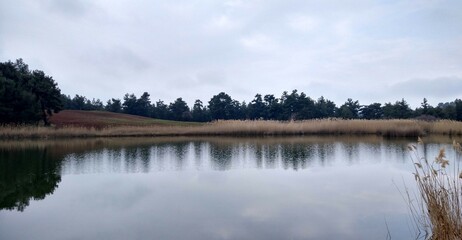 reflection of trees in lake