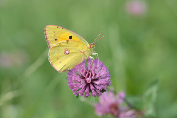 Clouded yellow butterfly (Colias crocea) rests on a clover blossom.