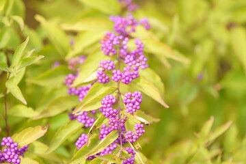 The leaves turn brown in autumn