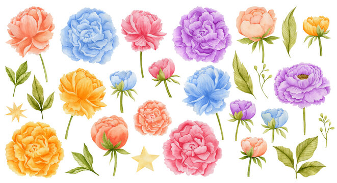 Set of watercolor illustrations of peonies on a white background.