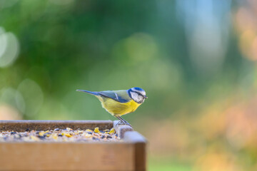 bird on a feeder