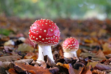 Fly agaric mushrooms in beech woodland, Surrey, UK.