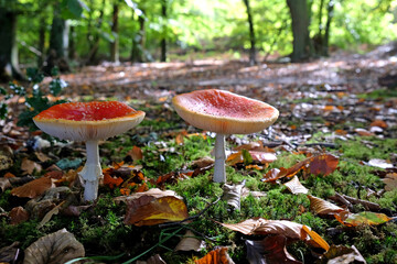 Fly agaric mushrooms in beech woodland, Surrey, UK.