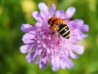Biene auf Pflanze