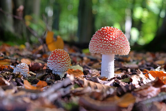 Fly agaric mushrooms in beech woodland, Surrey, UK.