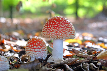 Fly agaric mushrooms in beech woodland, Surrey, UK.