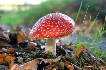 Fly agaric mushrooms in beech woodland, Surrey, UK.