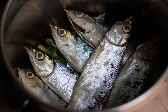 Milkfish (Chanos chanos) fresh after harvesting from the pond