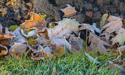 Herbstblätter mit Frost