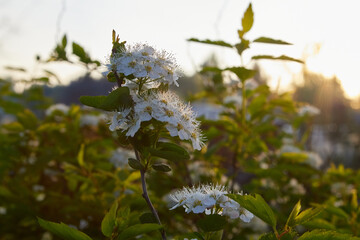 Flowers of blooming apple tree on nature in spring time. Natural background