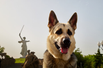 Volgograd, Russia - May 21, 2021: A German Shepherd dog near the famous Russian statue of the Motherland calls in Volgograd in Russia. Eastern European Shepherd with an unusual white color in the city