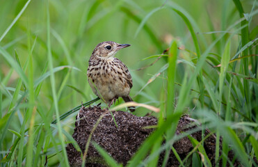 Yellowish Pipit (Anthus chii)