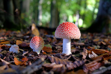 Fly agaric mushrooms in beech woodland, Surrey, UK.