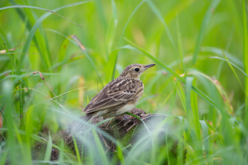 Yellowish Pipit (Anthus chii)