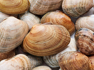 A pile of littleneck clams on display on white marble background