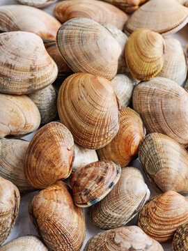 A pile of littleneck clams on display on white marble background