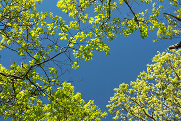 Fototapeta na wymiar oak tree leaves and branches