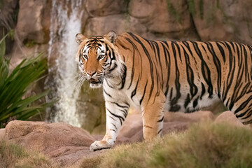 Fototapeta na wymiar Majestic Male Tiger chillin in his habitat
