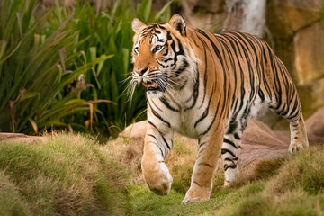 Majestic Male Tiger chillin in his habitat