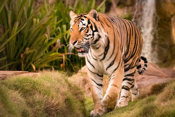 Majestic Male Tiger chillin in his habitat
