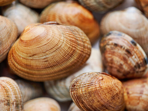 A pile of littleneck clams on display on white marble background