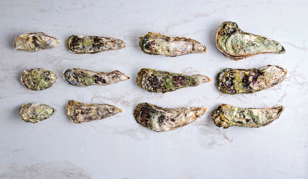 Fresh oysters of different species