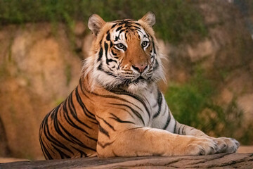 Naklejka na ściany i meble Majestic Male Tiger chillin in his habitat