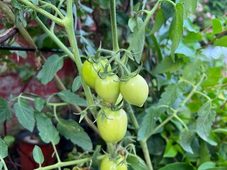 green tomatoes on a vine