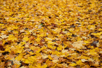 Autumn Blanket 
-Connecticut