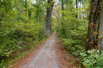 Fototapeta na wymiar Naturschutzgebiet Kühkopf Wanderweg