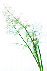 Edible garden in apartment interior. Anise, Fennel. Gardening concept.