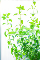 Edible garden in apartment interior. Oregano. Gardening concept.