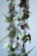 Succulent, heart shape plant in apartment interior. Gardening concept.