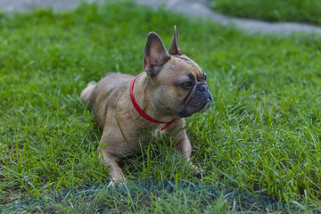 Cute French bulldog girl is resting in grass. Summer in countryside