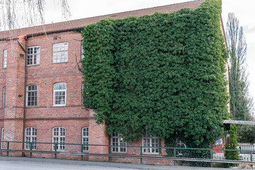 Wild green grape grow on the building wall