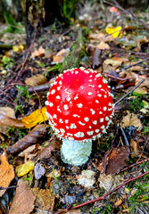 fly agaric mushroom