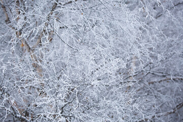 Snow covered trees on a foggy day. Beautiful winter nature background.