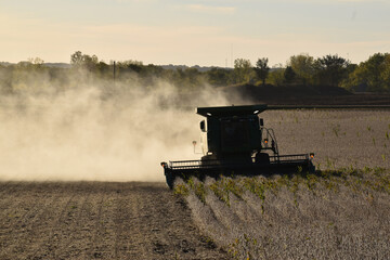 Harvesting field of soybeans with combine harvester