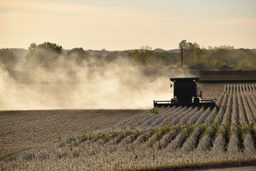 Naklejka premium Harvesting field of soybeans with combine harvester