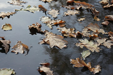 fallen oak leaves in a puddle