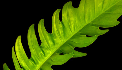 Top veiw, single philodendron golden dragon leaf isolated on black background for stock photo or advertisement, Genus of flowering plants, Tropical plants, lime fiddle leaves © Apichai