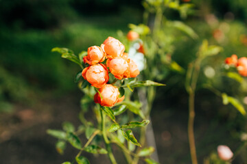 Delicate peach roses in a full bloom in the garden. Dark green background. Orange floribunda rose in the garden. Garden concept. Rose flower blooming on a background blurry roses flower 