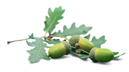 Fresh green acorns isolated on white background. - obrazy, fototapety, plakaty