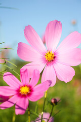 Obraz premium 秋桜。凛として。