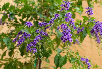 golden dewdrop purple flowering shrub 