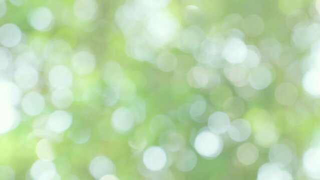 4K seamless loop beautiful blurry green nature bokeh background. Sunlight shining through the leaves of trees, Natural blurred background. Bright morning sunshine through green bokeh of fresh foliage.