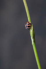 Ladybug