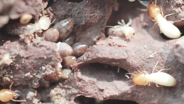 4K Termites are social creatures that damage people's wooden houses because they eat wood,