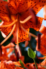 Photo of Lovely Tiger Lilies on a beautiful summer day up close